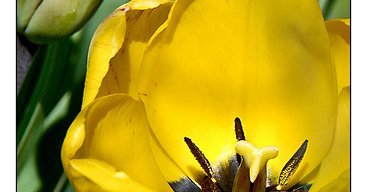 Tulipani gialli e altri fiori dal mondo (II)