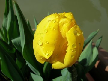 Tulipani gialli e altri fiori dal mondo (I)