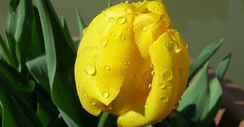 Tulipani gialli e altri fiori dal mondo (I)