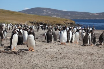 Die abgelegensten Orte der EU : Falklandinseln