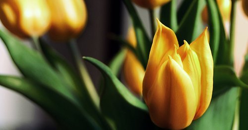 Tulipani gialli ed altri fiori dal mondo (V)